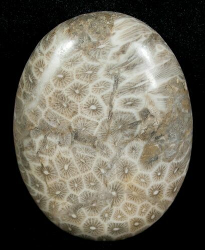 Polished Fossil Coral Cab - Indonesia #5992